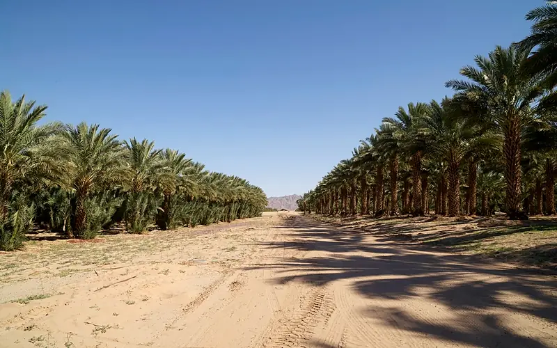 تنفيذ ممرات وأرضيات حجرية للحدائق بالرياض